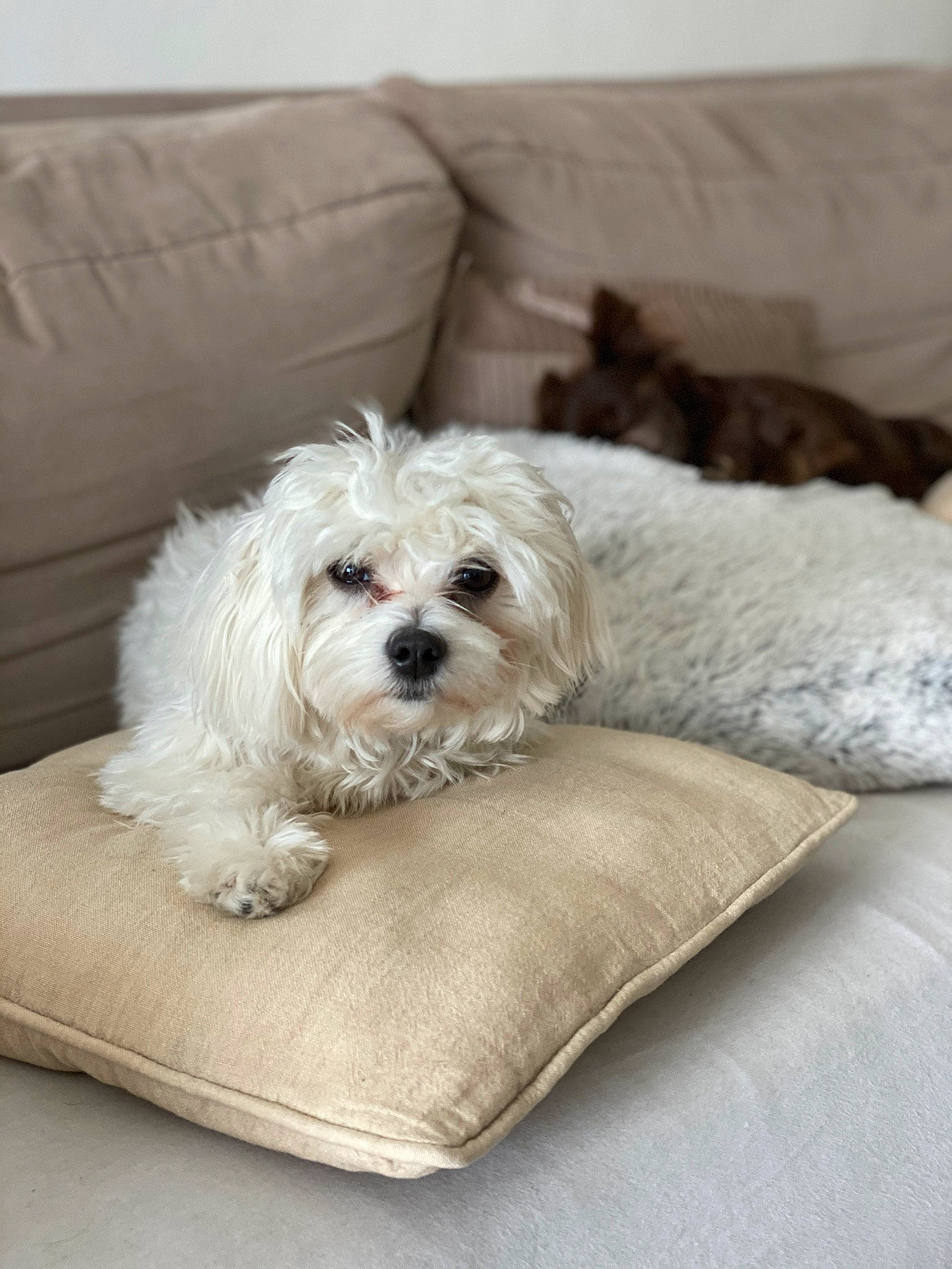 Pépite participe au concours pour gagner de l'argent avec cette photo : bichon, bolognese, canidae, carnivore, cavapoo, cockapoo, companion_dog, dog, dog_bed, dog_breed, havanese, lhasa_apso, maltepoo, maltese, mammal, non_sporting_group, puppy, rare_breed_dog, shih_tzu, toy_dog