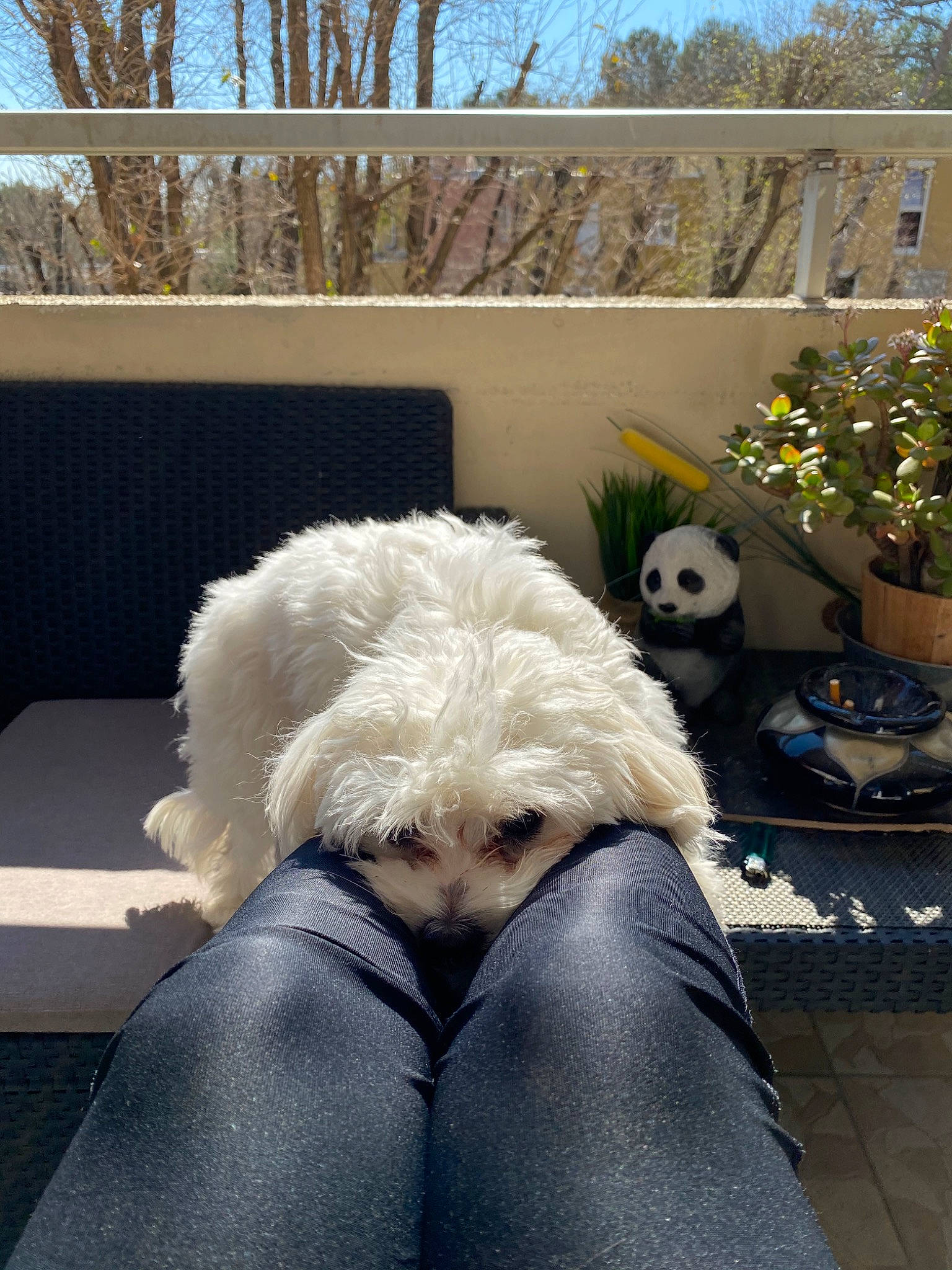 Pépite participe au concours pour gagner de l'argent avec cette photo : bichon, bichon_frise, bolognese, canidae, carnivore, companion_dog, dog, dog_breed, fur, labradoodle, maltese, non_sporting_group, outerwear, poodle, toy_dog, toy_poodle