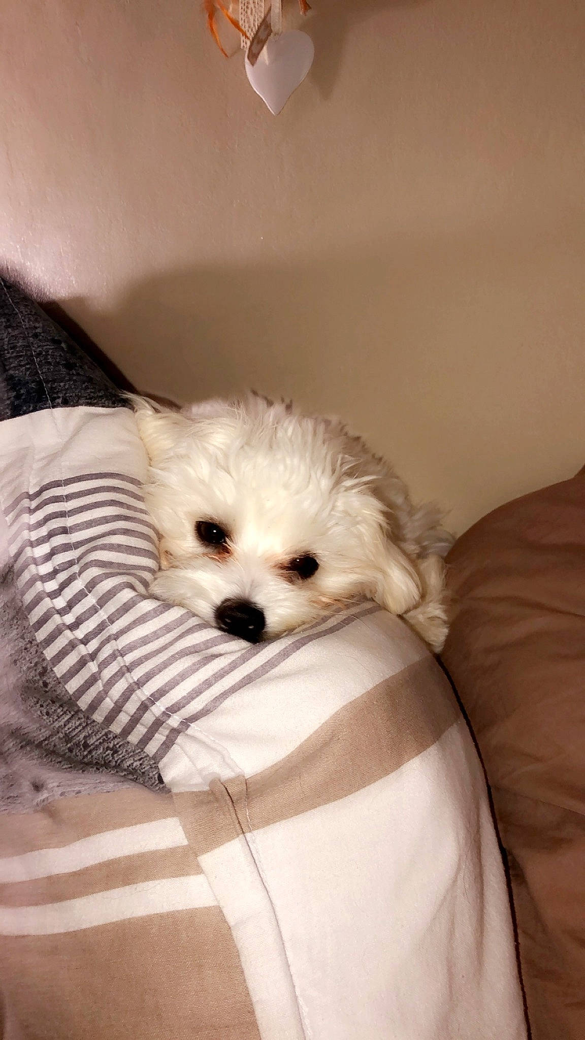 Pépite a rejoint le concours — aidez-le/la à gagner de superbes lots ! bichon, bolognese, canidae, carnivore, cavachon, companion_dog, coton_de_tulear, dog, dog_breed, maltepoo, maltese, mammal, morkie, non_sporting_group, puppy, puppy_love, rare_breed_dog, schnoodle, toy_dog, vertebrate