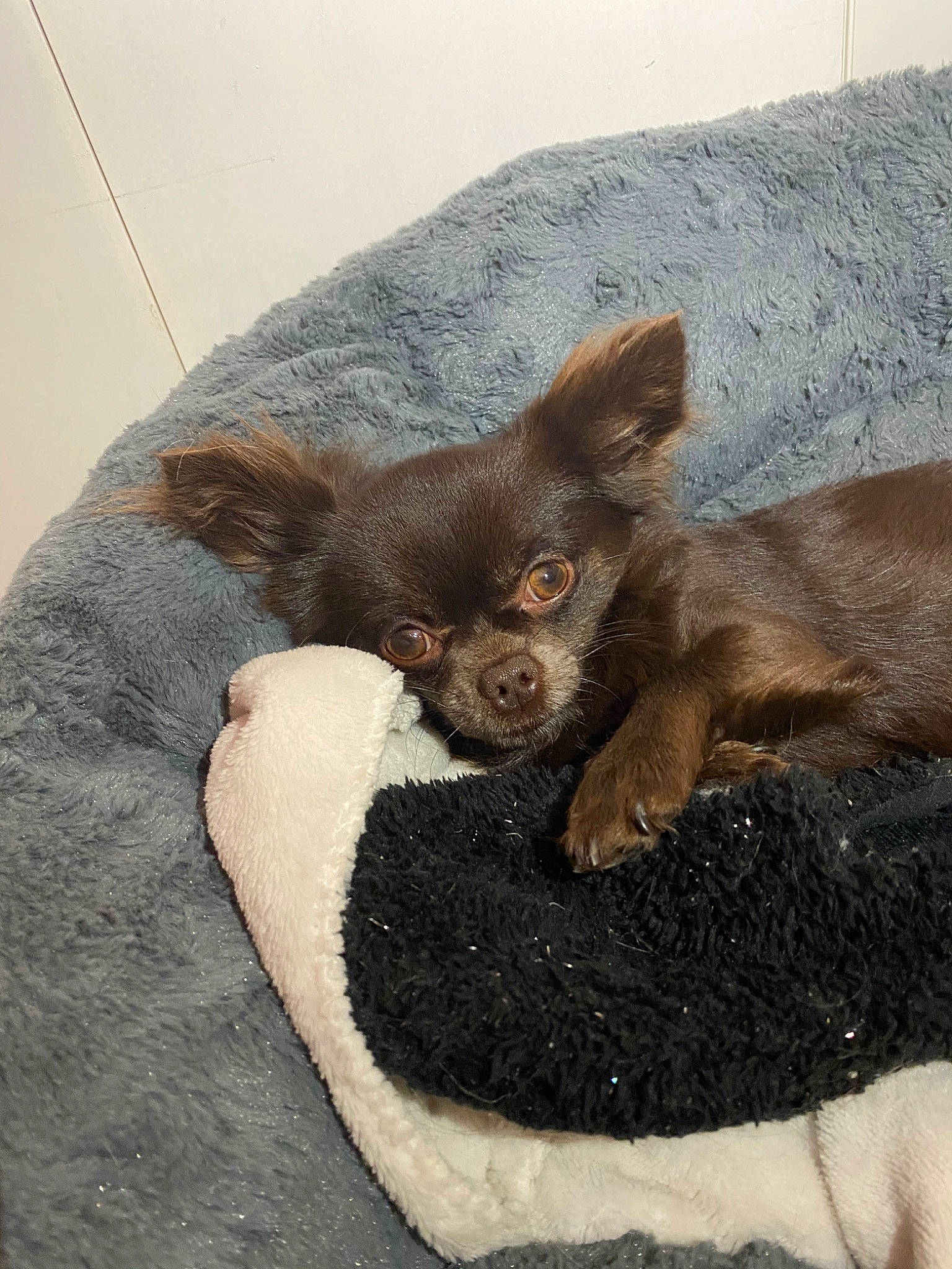 Nice a rejoint le concours — aidez-le/la à gagner de superbes lots ! canidae, carnivore, cat, companion_dog, dog, dog_breed, fawn, mammal, puppy, snout, sporting_group, toy_dog