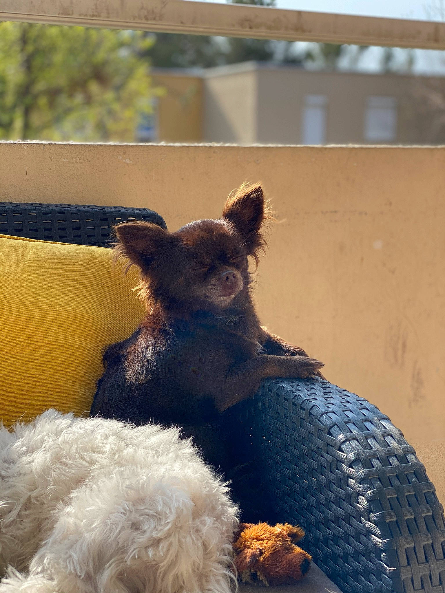 Nice participe au concours pour gagner de l'argent avec cette photo : canidae, carnivore, companion_dog, dog, dog_breed, mammal, puppy, snout, sporting_group, toy_dog, vertebrate, yorkshire_terrier