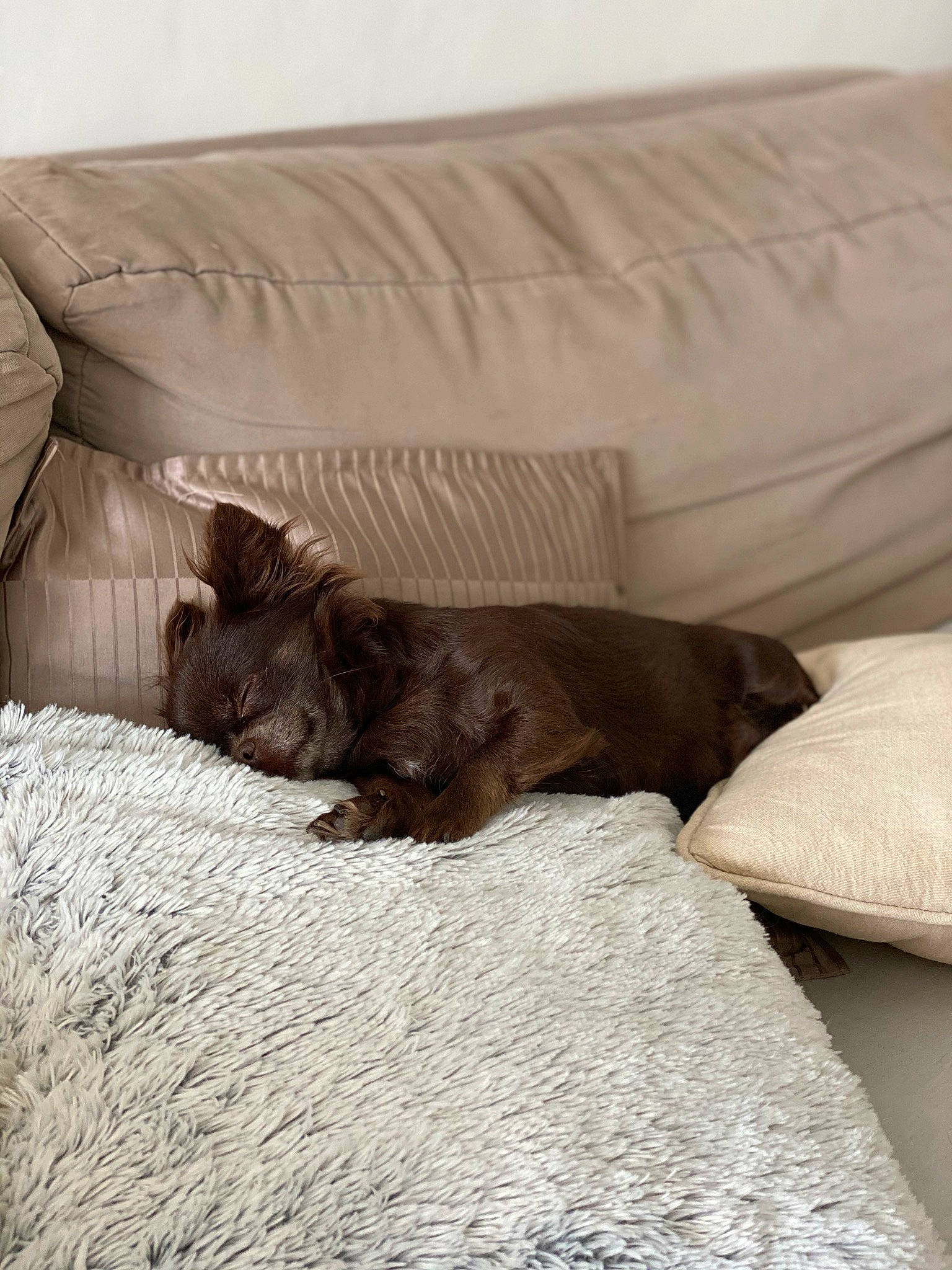 Nice participe au concours pour gagner de l'argent avec cette photo : bed, bed_sheet, bedroom, beige, brown, canidae, carnivore, cat, comfort, dog_breed, fawn, felidae, furniture, kitten, nap, puppy, room, snout, sporting_group, whiskers