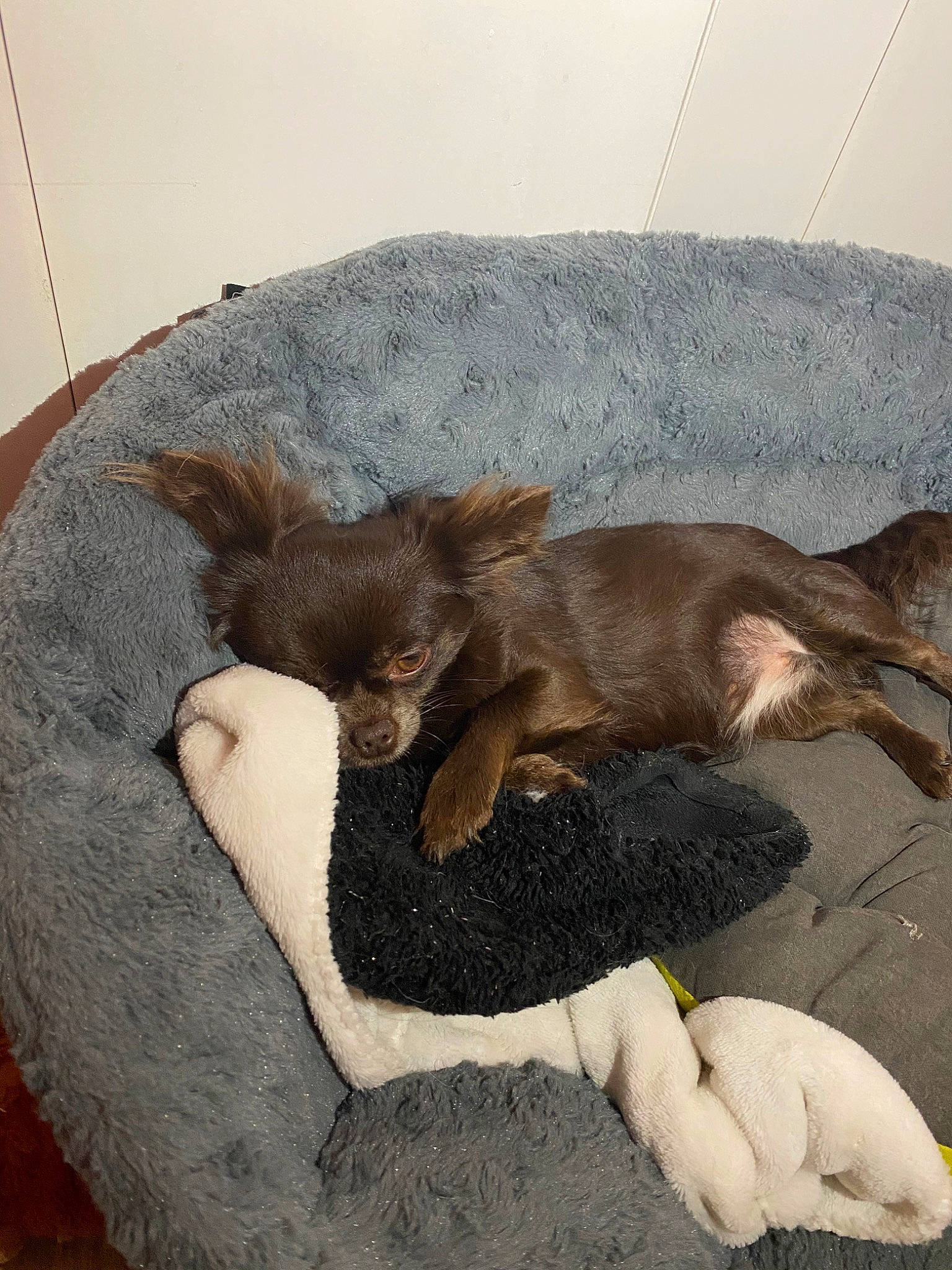 Nice a rejoint le concours — aidez-le/la à gagner de superbes lots ! canidae, carnivore, dog, dog_breed, ear, fawn, fur, liver, nap, puppy, sleep, sporting_group, tail