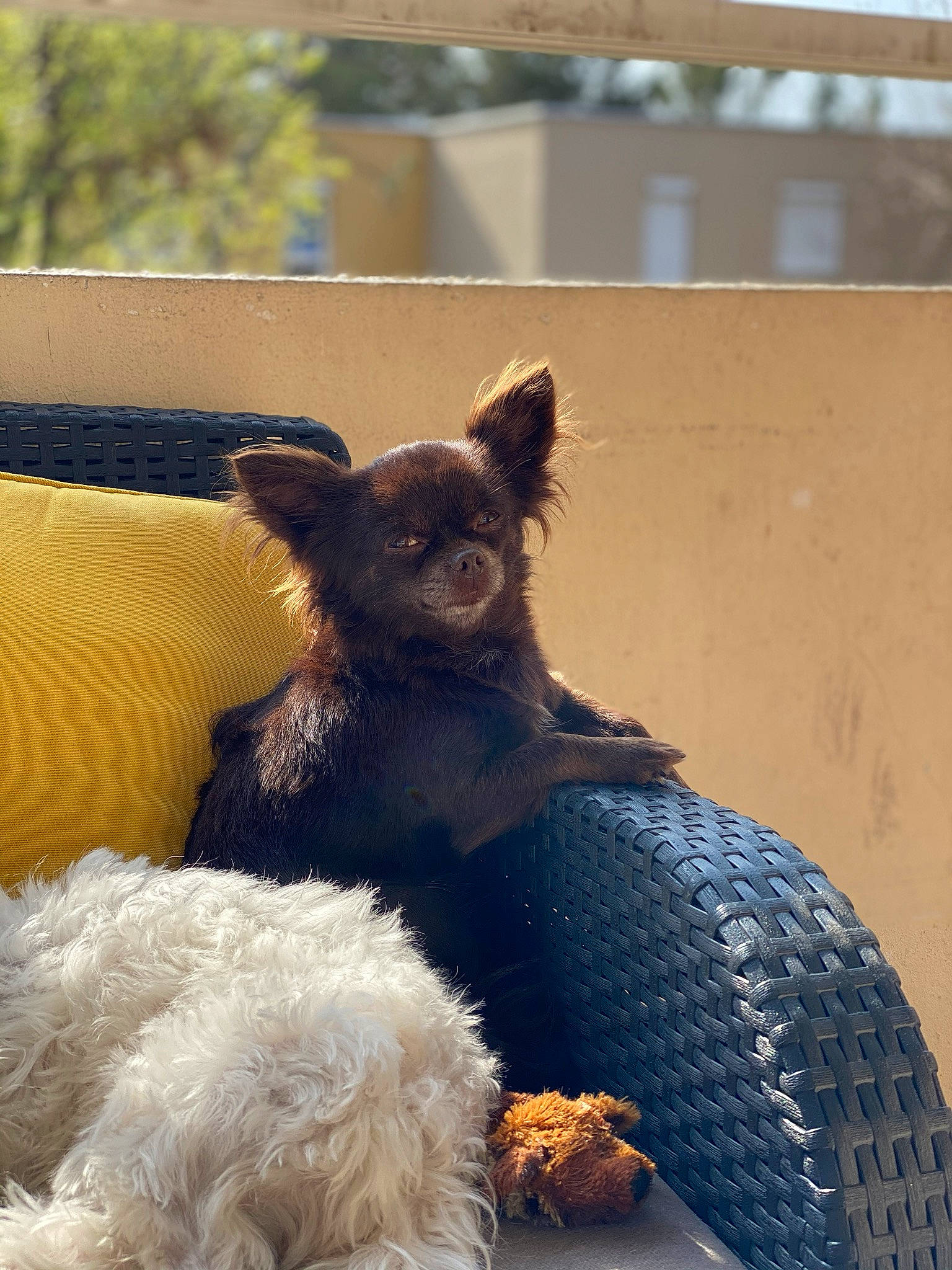 Nice a rejoint le concours — aidez-le/la à gagner de superbes lots ! canidae, carnivore, companion_dog, dog, dog_breed, mammal, non_sporting_group, puppy, sporting_group, terrier, toy_dog, vertebrate