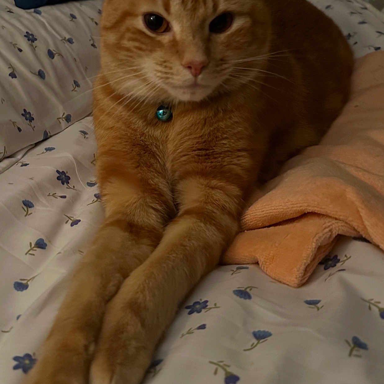 Garfield is registered to the contest to win money with this photo: abyssinian, animal, bed, bedroom, blanket, cat, computer, couch, cushion, furniture, homedecor, indoors, interiordesign, kitten, linen, manx, pet, quilt, room, wood