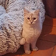 Confetty a rejoint le concours — aidez-le/la à gagner de superbes lots ! cat, pet, indoor, floor, rug, curious, feline, animal, light_color, tail, ears, whiskers, alert, cozy, home, closeup, looking, fur, domestic, cute