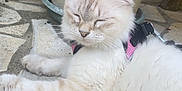 Confetty participe au concours pour gagner de l'argent avec cette photo : cat, white_cat, fluffy, sleeping, flower, red_flower, pet, outdoor, stone_floor, harness, relaxed, cute, animal, feline, whiskers, paw, nose, ears, close_up, resting