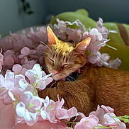 Phoebe is registered to the contest to win money with this photo: cat, ginger_cat, sleeping, pet, animal, whiskers, ears, feline, fur, portrait, flowers, pink_flowers, white_flowers, blossoms, floral, close_up, soft_lighting, cozy, resting, peaceful