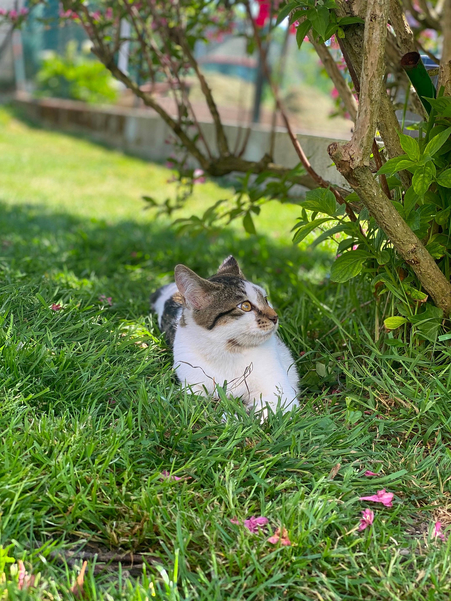 Roko participe au concours pour gagner de l'argent avec cette photo : botany, cat, chipmunk, domestic_rabbit, fawn, felidae, garden, grass, grass_family, lawn, plant, rabbit, rabbits_and_hares, small_to_medium_sized_cats, spring, squirrel, tail, tree, whiskers