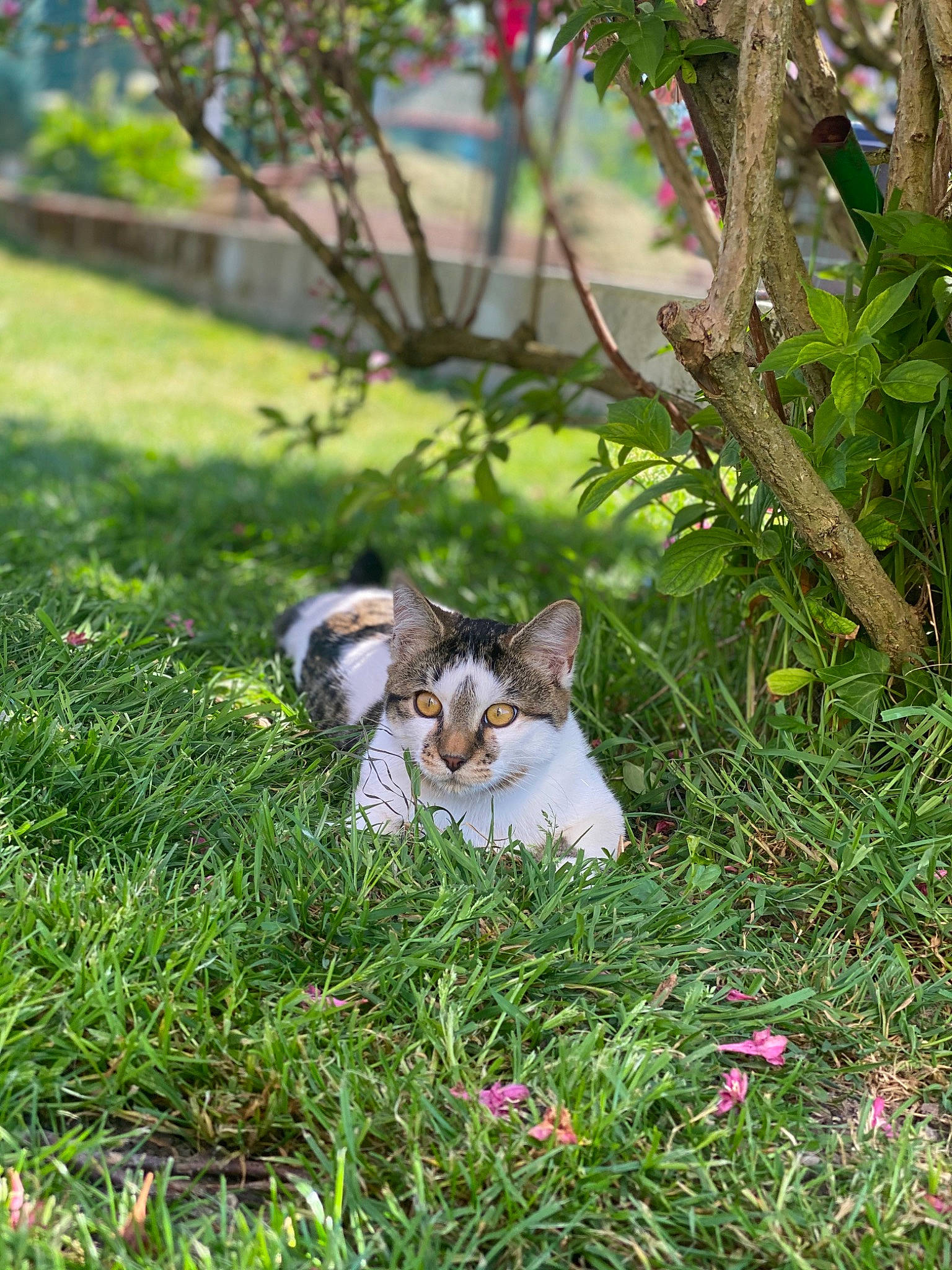 Roko participe au concours pour gagner de l'argent avec cette photo : aegean_cat, botany, carnivore, cat, domestic_short_haired_cat, european_shorthair, felidae, flower, garden, grass, grass_family, groundcover, kitten, lawn, organism, plant, small_to_medium_sized_cats, spring, tree, whiskers