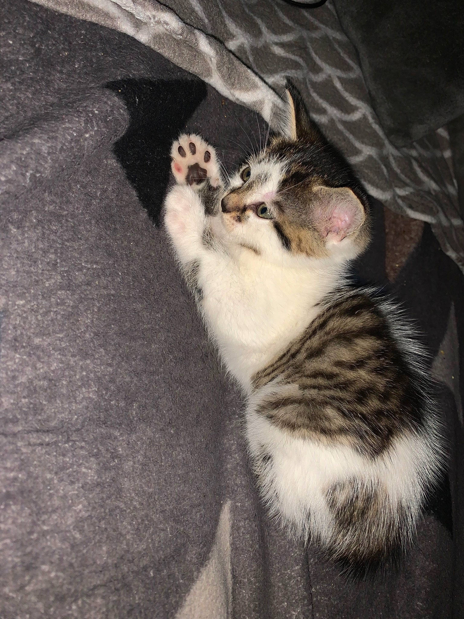 Roko a rejoint le concours — aidez-le/la à gagner de superbes lots ! aegean_cat, american_wirehair, asian, black_and_white, carnivore, cat, domestic_short_haired_cat, ear, egyptian_mau, european_shorthair, felidae, fur, kitten, paw, polydactyl_cat, small_to_medium_sized_cats, tabby_cat, tail, whiskers