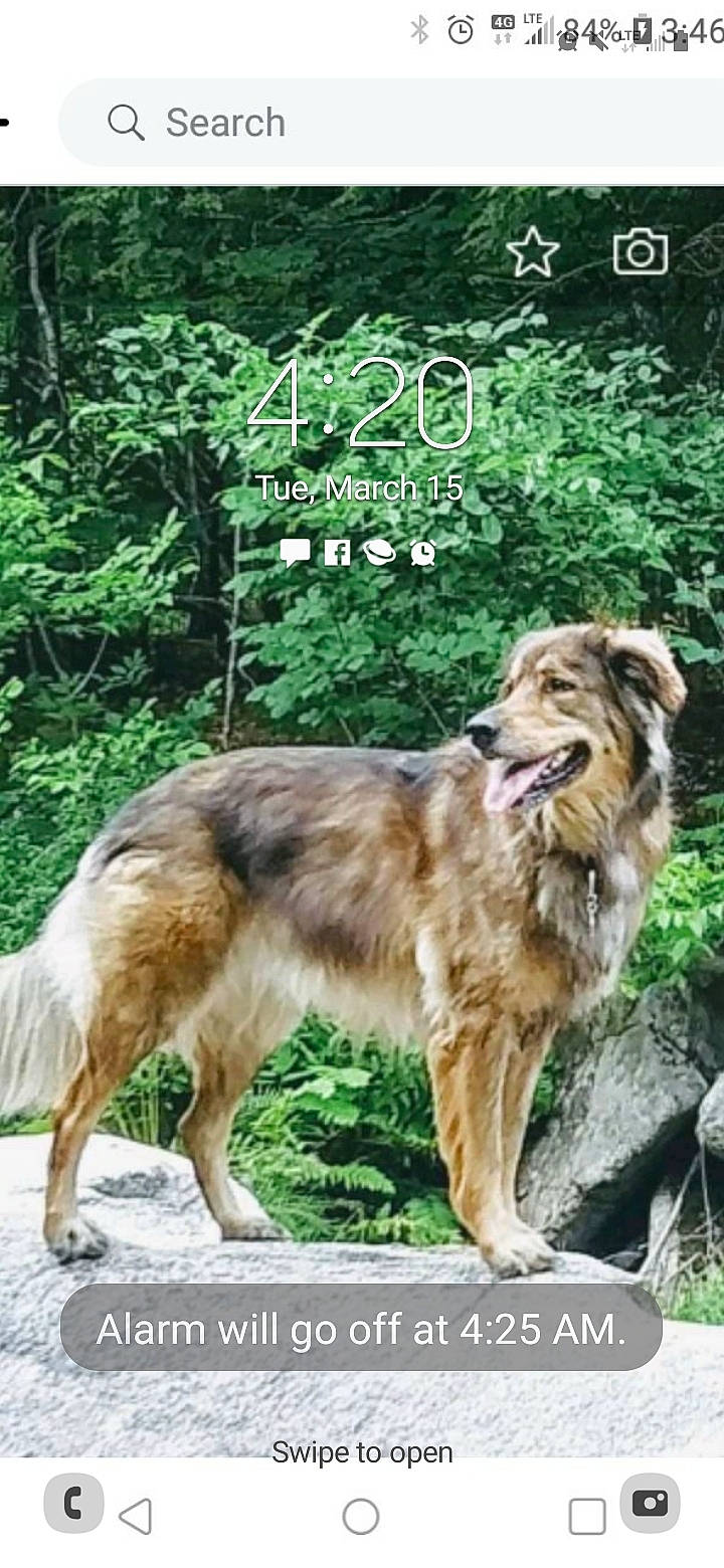 Kato joined the competition — help win amazing prizes! adaptation, art, canidae, carnivore, companion_dog, dog, dog_breed, fang, grass, jungle, liver, natural_landscape, photo_caption, plant, snout, sporting_group, terrestrial_animal, tree, wildlife, working_dog