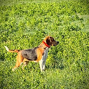 Urka participe au concours pour gagner de l'argent avec cette photo : alert, animal, beagle, canine, collar, daylight, dog, domestic_animal, field, fur, grass, greenery, mammal, nature, outdoor, pet, side_view, standing, sunlight, vibrant