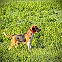 alert, animal, beagle, canine, collar, daylight, dog, domestic_animal, field, fur, grass, greenery, mammal, nature, outdoor, pet, side_view, standing, sunlight, vibrant