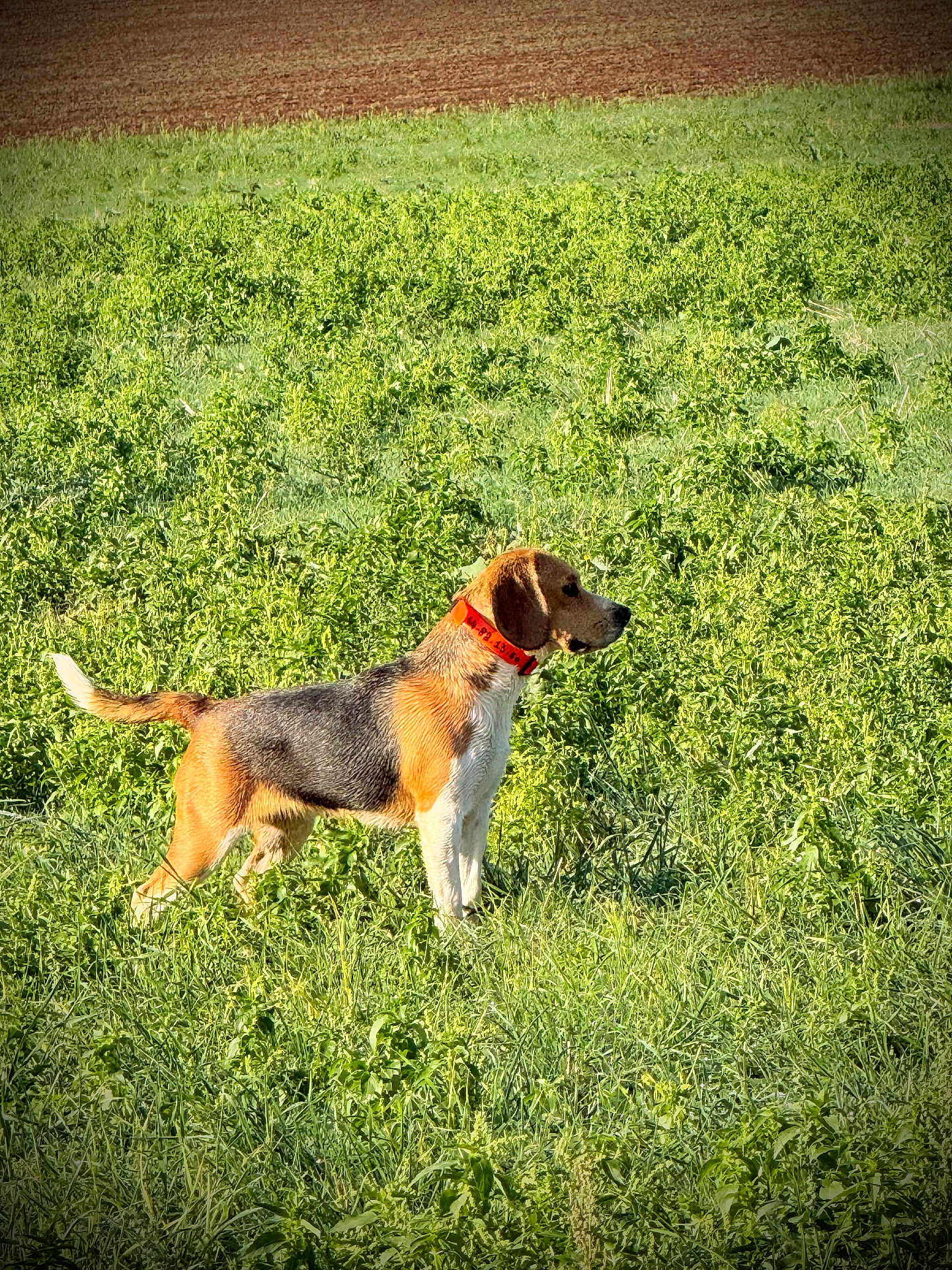 Urka