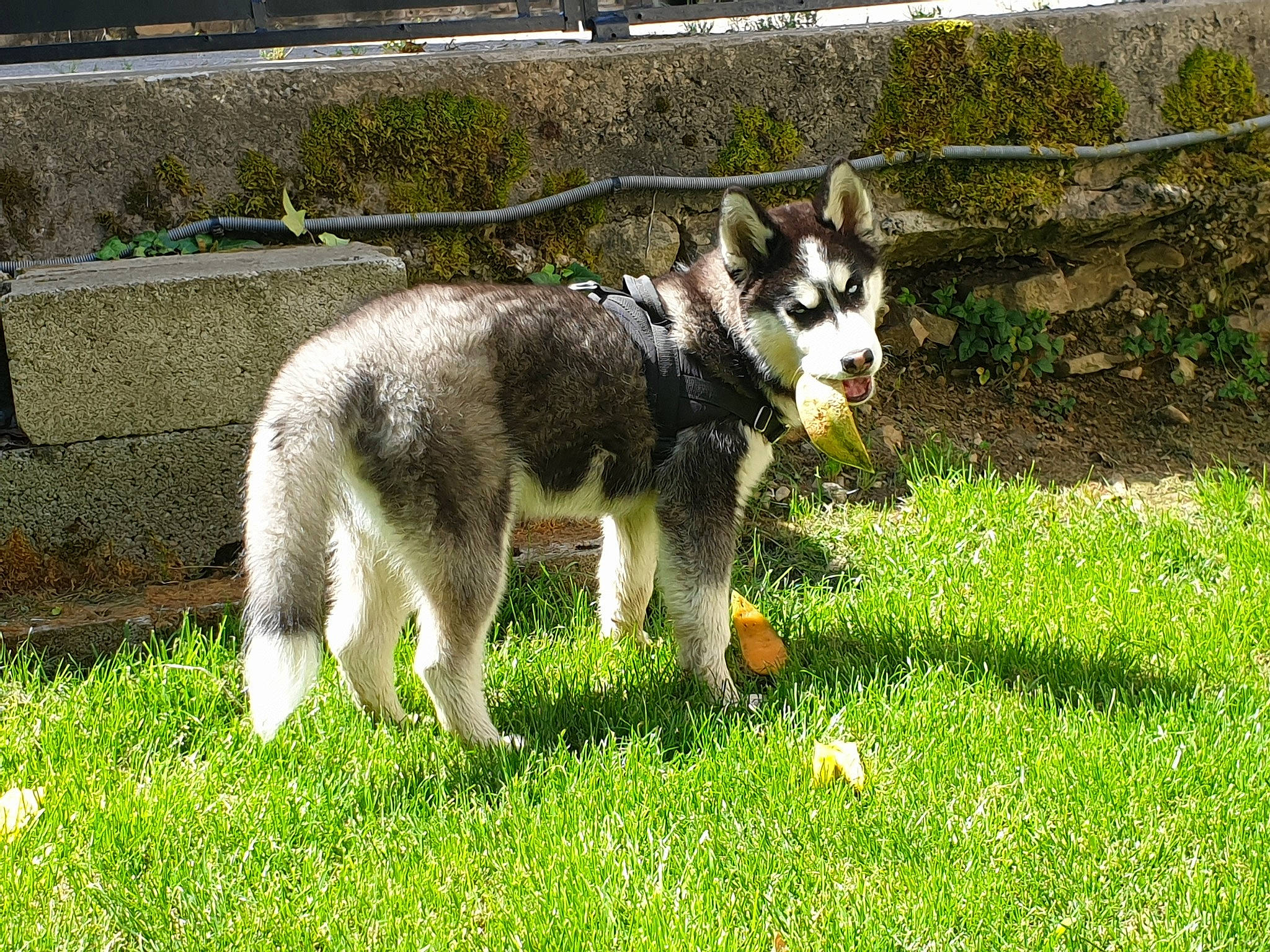 Reïko a rejoint le concours — aidez-le/la à gagner de superbes lots ! canidae, canis, carnivore, companion_dog, dog, dog_breed, fence, grass, groundcover, herding_dog, non_sporting_group, pasture, plant, sled_dog, snout, sporting_group, tail, terrestrial_animal, working_animal, working_dog