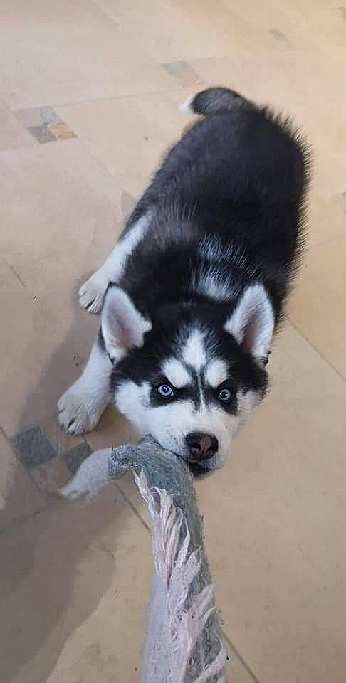 Reïko a rejoint le concours — aidez-le/la à gagner de superbes lots ! ancient_dog_breeds, canidae, carnivore, companion_dog, dog, dog_breed, flooring, fur, non_sporting_group, sled_dog, snout, sporting_group, terrestrial_animal, working_animal, working_dog