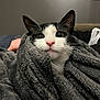 abyssinian, animal, blanket, cat, couch, furniture, homedecor, kitten, linen, manx, pet, quilt, towel