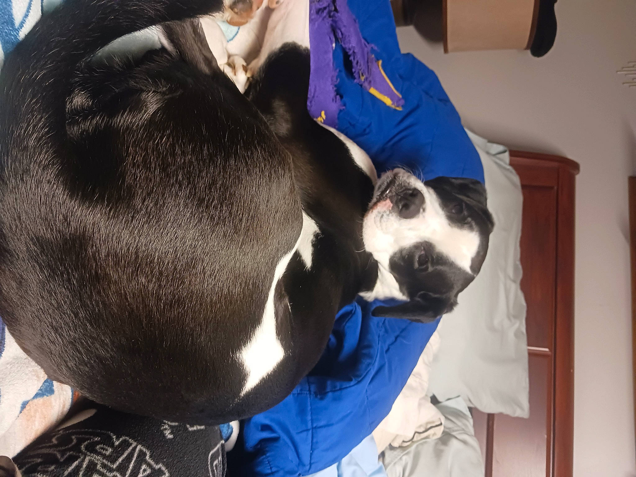 Mittens joined the competition — help win amazing prizes! canidae, carnivore, comfort, companion_dog, dog, dog_breed, elbow, electric_blue, fun, fur, gesture, jaw, snout, sporting_group, working_animal