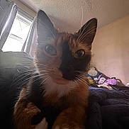 Miu Miu is registered to the contest to win money with this photo: cat, indoor, window, curtains, bed, blanket, plush_toys, paws, fur, whiskers, closeup, animal, pet, cozy, natural_light, two_tone_face, curious, relaxed, room, soft_texture