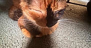 Miu Miu is registered to the contest to win money with this photo: cat, calico, pet, sleeping, carpet, indoor, shadow, furniture, cozy, whiskers, closeup, animal, mammal, resting, cute, domestic, feline, sunlight, quiet, relaxed