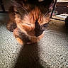 cat, calico, pet, sleeping, carpet, indoor, shadow, furniture, cozy, whiskers, closeup, animal, mammal, resting, cute, domestic, feline, sunlight, quiet, relaxed