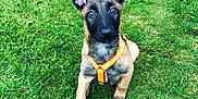 Lasko a rejoint le concours — aidez-le/la à gagner de superbes lots ! belgian_shepherd, belgian_shepherd_malinois, carnivoran, dog, dog_breed, dog_breed_group, dog_like_mammal, east_european_shepherd, german_shepherd_dog, grass, kunming_wolfdog, old_german_shepherd_dog, snout, tervuren, vulnerable_native_breeds