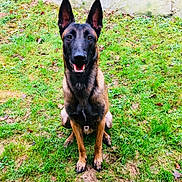 Lasko a rejoint le concours — aidez-le/la à gagner de superbes lots ! belgian_shepherd, belgian_shepherd_malinois, carnivoran, dog, dog_breed, dog_breed_group, dog_like_mammal, dutch_shepherd_dog, east_european_shepherd, german_shepherd_dog, grass, king_shepherd, kunming_wolfdog, mammal, old_german_shepherd_dog, snout, tervuren