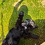 Artémis participe au concours pour gagner de l'argent avec cette photo : animal, black_dog, canine, cheerful, daylight, dog, fur, grass, happy, nature, outdoor, paw, pet, playful, relaxed, shadow, smiling, summer, sunlight, tongue