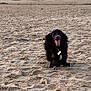 Artémis a rejoint le concours — aidez-le/la à gagner de superbes lots ! animal, beach, black_dog, collar, dog, group, happy, nature, ocean, outdoor, people, playful, running, sand, shoreline, sky, sunset, tag, vacation, water