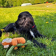 Artémis a rejoint le concours — aidez-le/la à gagner de superbes lots ! animal, black_dog, blue_sky, canine, collar, daytime, dog, field, grass, nature, outdoor, park, pet, playful, plush_toy, resting, rope_toy, sunlight, toy, trees