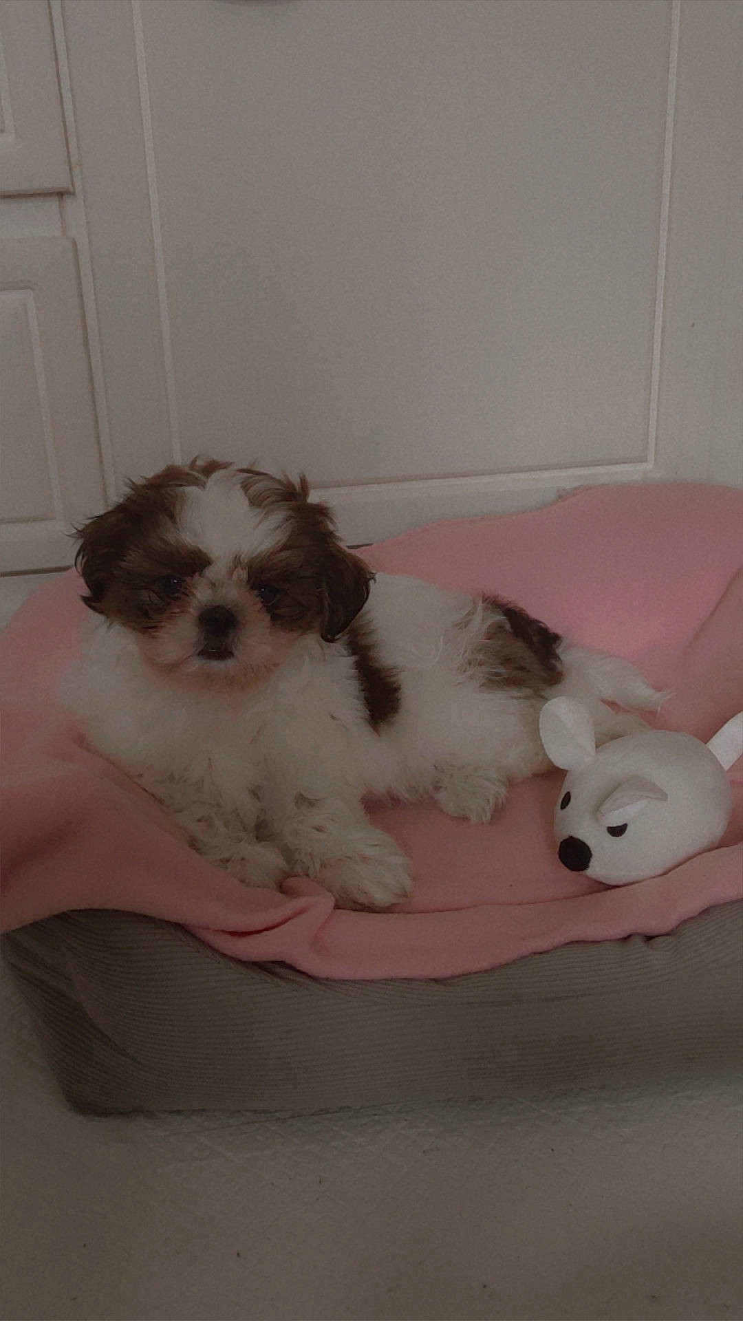 Trixie participe au concours pour gagner de l'argent avec cette photo : canidae, carnivore, comfort, companion_dog, dog, dog_bed, dog_breed, dog_supply, door, fawn, fur, paw, pet_supply, shih_poo, shih_tzu, snout, terrier, toy_dog, water_dog, working_animal