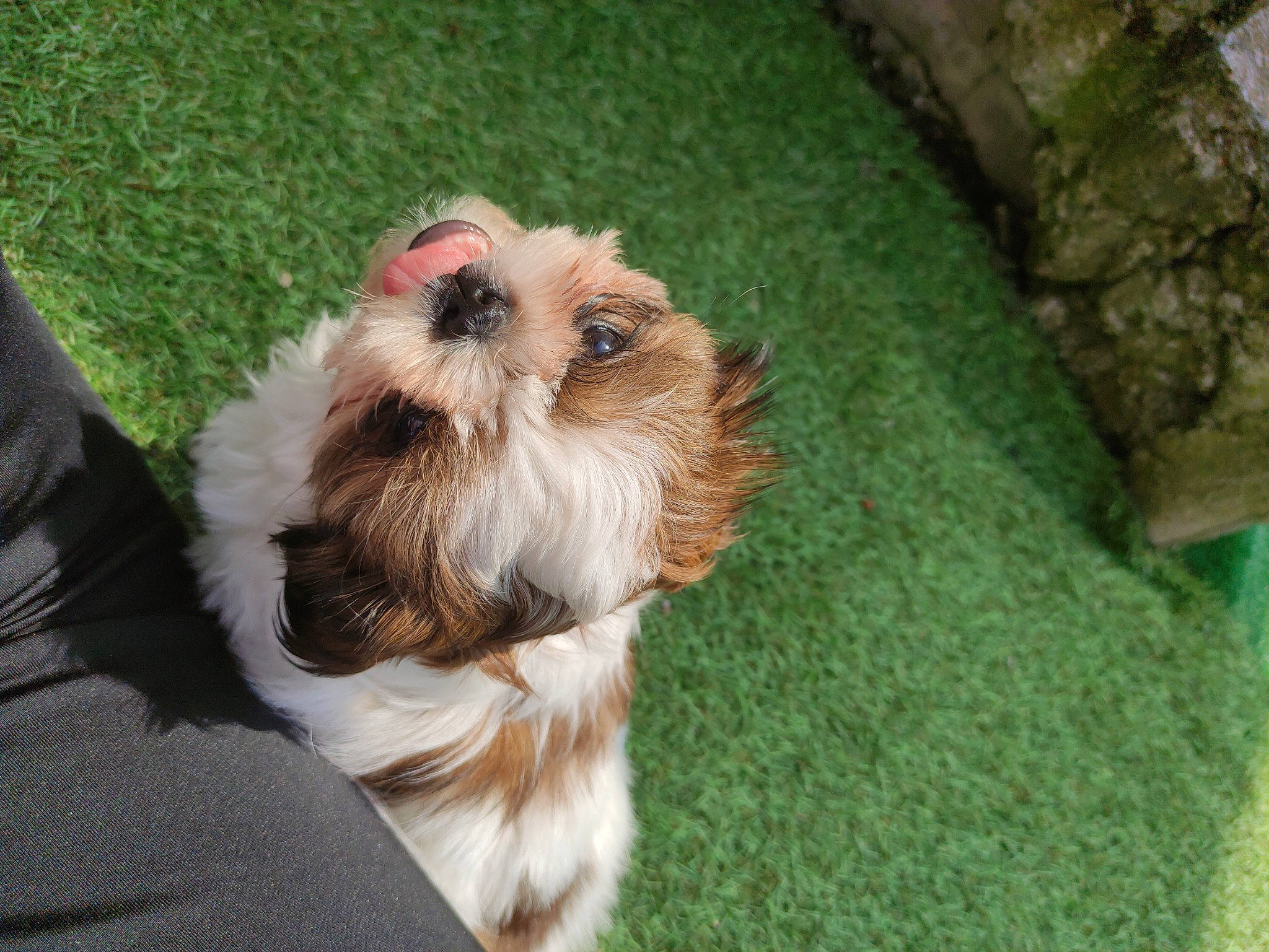 Trixie participe au concours pour gagner de l'argent avec cette photo : canidae, carnivore, companion_dog, dog, dog_breed, dog_supply, fawn, felidae, fur, grass, liver, maltepoo, shih_tzu, snout, sporting_group, tail, terrier, toy_dog, whiskers, working_animal