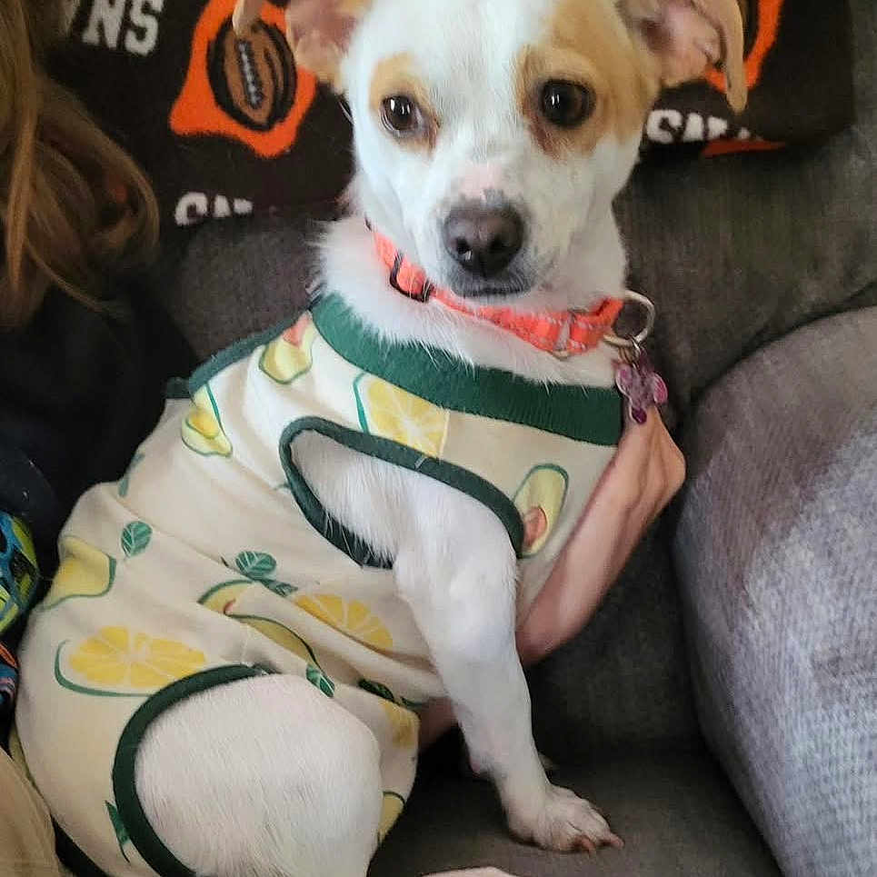 Gia