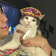 Anthena is registered to the contest to win money with this photo: cat, person, hat, sombrero, smile, holding, indoor, sweatshirt, marvel, avengers, white_cat, gray_cat, facial_expression, hand, bracelet, television, wall_decor, cute, pet, domestic_animal