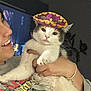 cat, person, hat, sombrero, smile, holding, indoor, sweatshirt, marvel, avengers, white_cat, gray_cat, facial_expression, hand, bracelet, television, wall_decor, cute, pet, domestic_animal