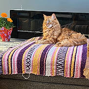Garfield is registered to the contest to win money with this photo: cat, ginger_cat, striped_blanket, ottoman, fireplace, flower_pot, orange_flowers, pumpkin_decor, candle, home_interior, cozy, sunlight, furniture, relaxed, pet, indoor, decor, living_room, fluffy, resting