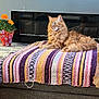 cat, ginger_cat, striped_blanket, ottoman, fireplace, flower_pot, orange_flowers, pumpkin_decor, candle, home_interior, cozy, sunlight, furniture, relaxed, pet, indoor, decor, living_room, fluffy, resting