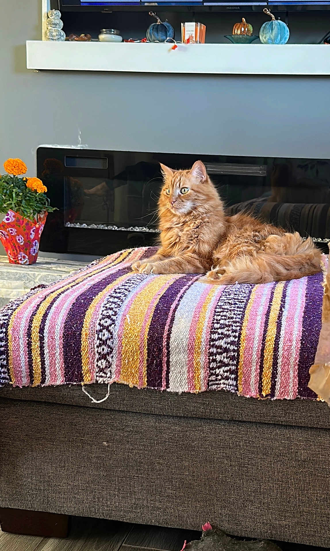Garfield
