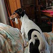 Eden participe au concours pour gagner de l'argent avec cette photo : bed, black_spot, blanket, bone, chair, checkered_tablecloth, chewing, cozy, dog, indoor, jack_russell, living_room, looking_back, pet, playful, table, tail, white_fur, window_light, wooden_furniture