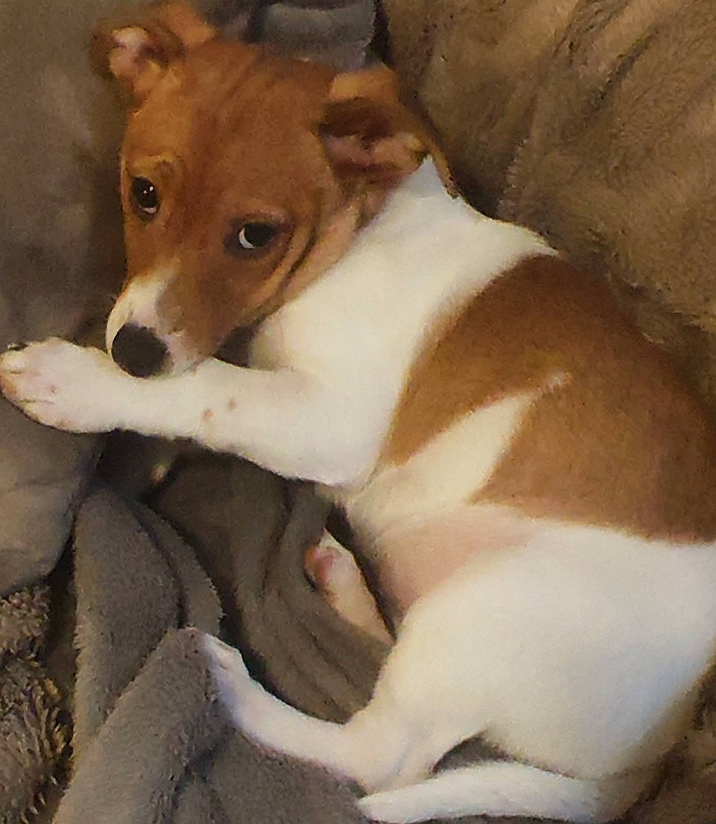 Lilou a rejoint le concours — aidez-le/la à gagner de superbes lots ! ancient_dog_breeds, canidae, carnivore, comfort, companion_dog, dog, dog_breed, dog_sports, fawn, fur, irishjacks, non_sporting_group, puppy, snout, sporting_group, street_dog, terrestrial_animal, terrier, whiskers, working_animal