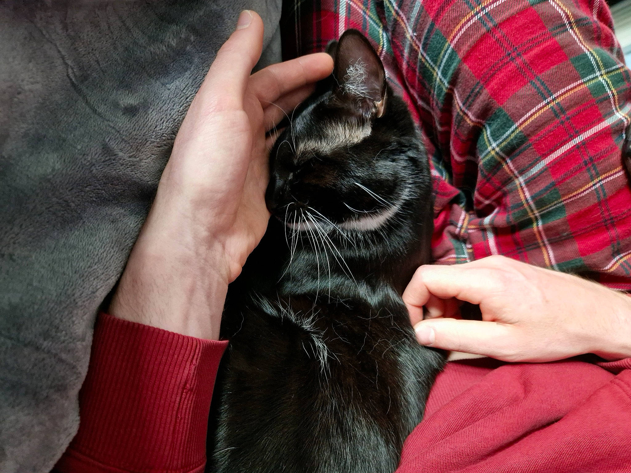 Ollie is registered to the contest to win money with this photo: carnivore, comfort, companion_dog, dog, dog_breed, dog_collar, fawn, felidae, finger, gesture, hand, human_leg, nail, pattern, plaid, small_to_medium_sized_cats, snout, tartan, whiskers, wrist