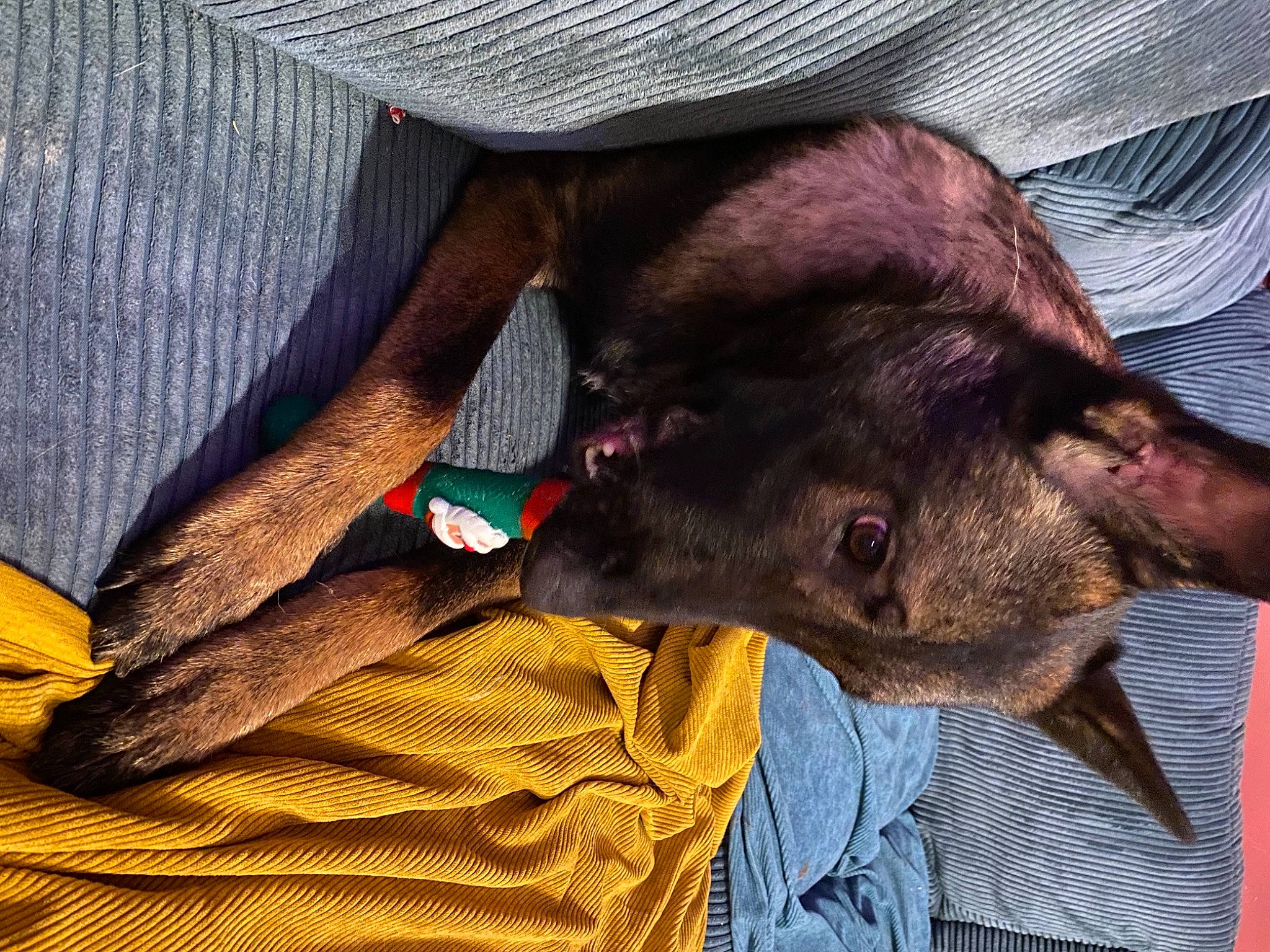 Buzz participe au concours pour gagner de l'argent avec cette photo : canidae, carnivore, collar, comfort, companion_dog, dog, dog_breed, fur, jaw, liver, skin, snout, sporting_group, terrestrial_animal, working_animal, working_dog