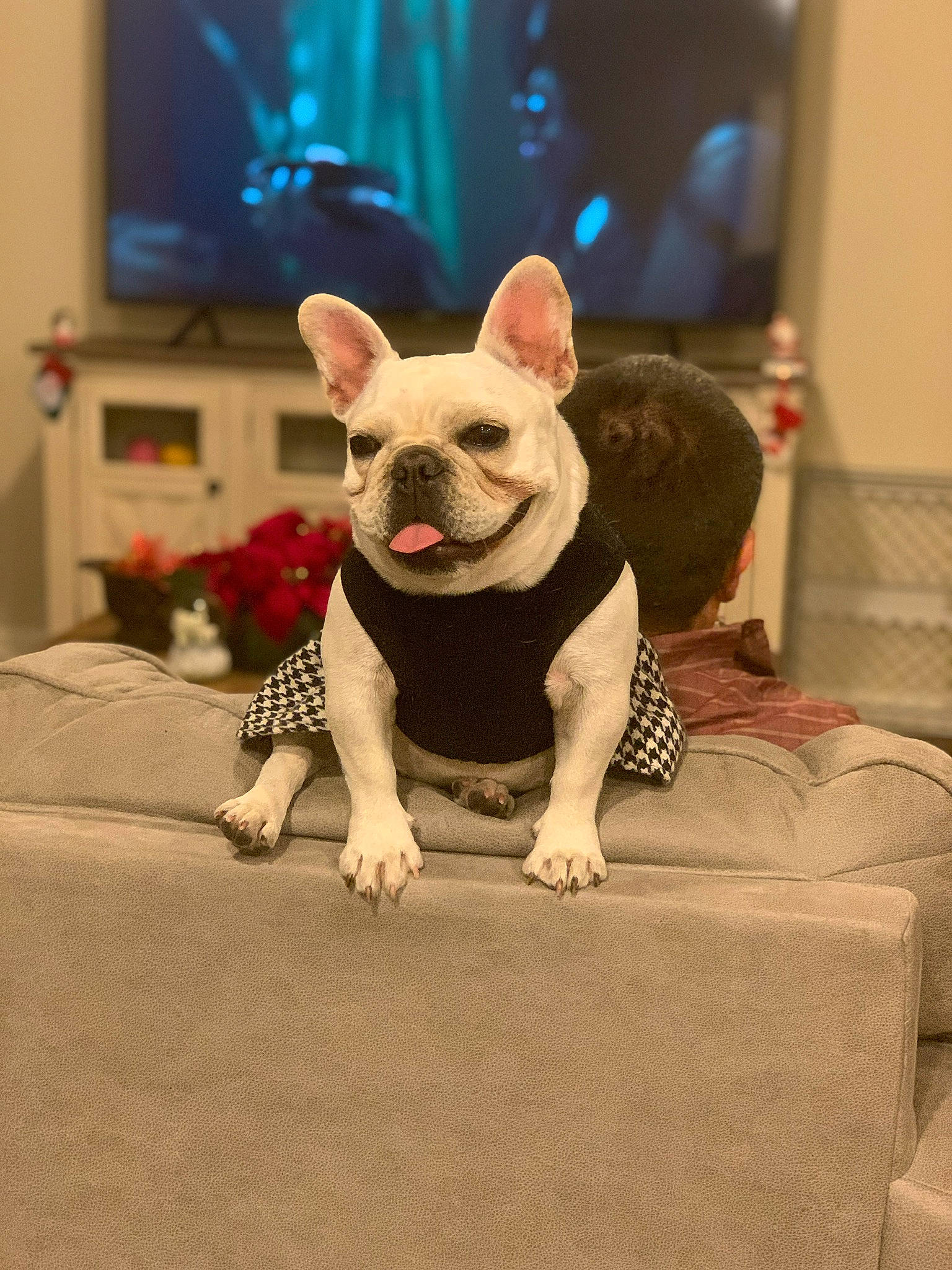 Chata is registered to the contest to win money with this photo: bulldog, canidae, carnivore, companion_dog, dog, dog_breed, fawn, french_bulldog, mammal, non_sporting_group, puppy, snout, toy_bulldog, vertebrate