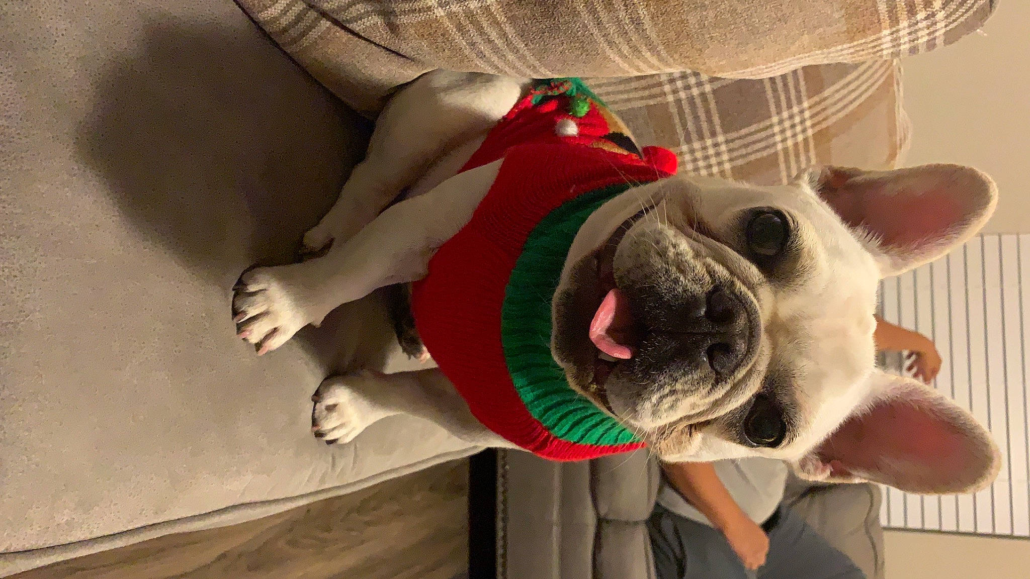 Chata joined the competition — help win amazing prizes! american_bulldog, boston_terrier, bulldog, canidae, carnivore, companion_dog, dog, dog_breed, fawn, french_bulldog, mammal, non_sporting_group, pug, snout, toy_bulldog, toy_dog, white_english_bulldog