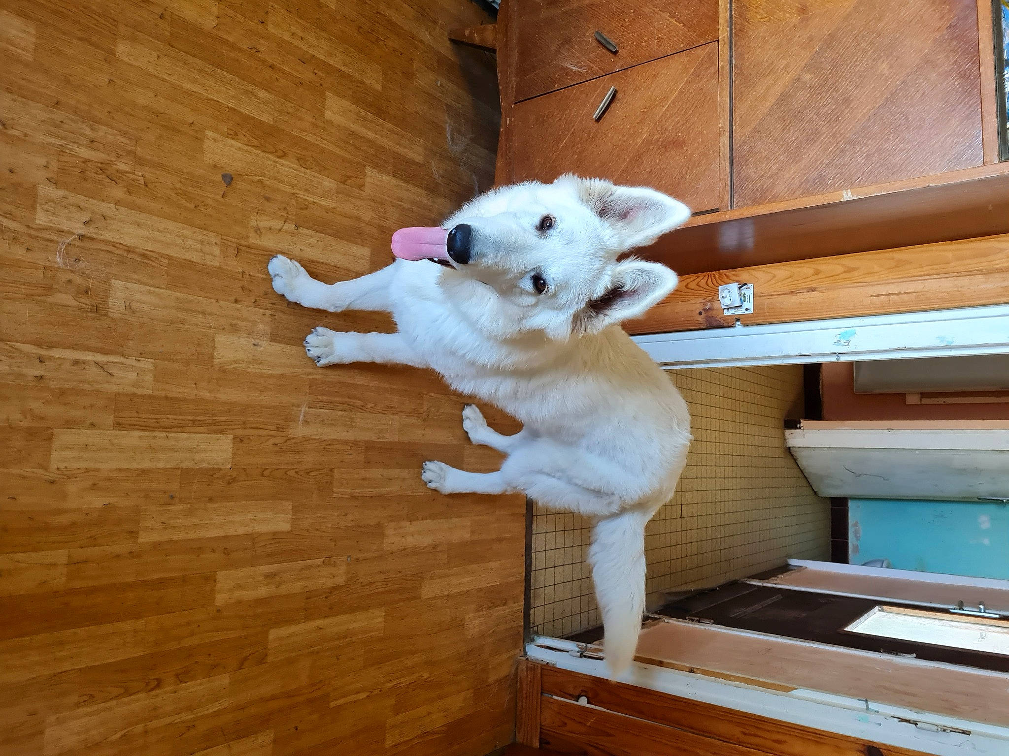 Turbo a rejoint le concours — aidez-le/la à gagner de superbes lots ! canidae, carnivore, companion_dog, dog_breed, fawn, felidae, fence, flooring, fur, hardwood, room, small_to_medium_sized_cats, snout, stuffed_toy, tail, toy, wheel, wood, wood_stain, working_animal