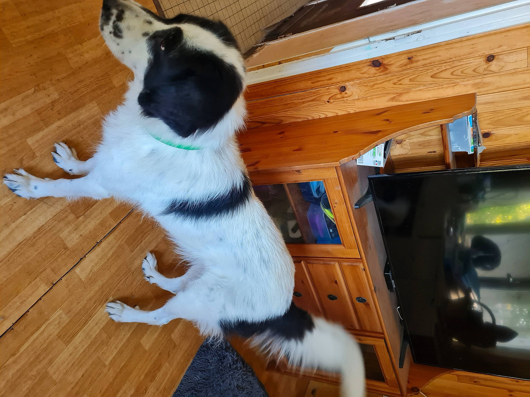 Ottawa a rejoint le concours — aidez-le/la à gagner de superbes lots ! carnivore, cat, collar, comfort, companion_dog, dog_breed, felidae, flooring, foot, fur, hardwood, laminate_flooring, paw, small_to_medium_sized_cats, tail, varnish, whiskers, wood, wood_flooring, wood_stain