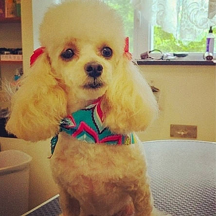 Avery London is registered to the contest to win money with this photo: bow_tie, canidae, carnivore, companion_dog, dog, dog_breed, dog_clothes, dog_collar, head, maltepoo, mammal, miniature_poodle, poodle, puppy, puppy_love, snout, sporting_group, tie, toy_dog, toy_poodle