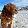 Honey joined the competition — help win amazing prizes! animal, background, beach, brown, closeup, clouds, collar, curly_fur, cute, daytime, dog, happy, house, nature, outdoor, pet, playful, puppy, sand, sky