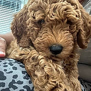Honey joined the competition — help win amazing prizes! animal, blinds, brown, close_up, companion, cozy, cuddle, curly_fur, cute, dog, fur_texture, indoor, lap, person, pet, puppy, relaxed, smile, soft_light, window